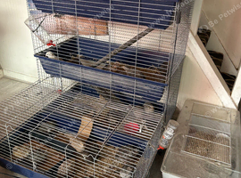 19 Japanese cotturnix quail and cages and supplies