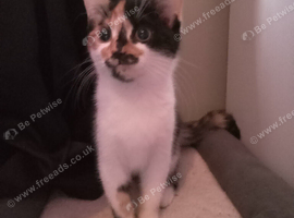 Calico female