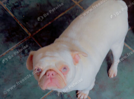 Pink pug