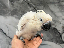 Hand Rearing Baby Friendly Super Tame Cuddly Umbrella Cockatoo Parrot,26