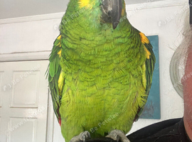 Very friendly and talkative Amazon parrot