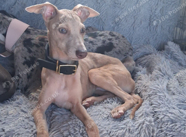 2 stunning little bundles