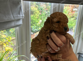 Stunning 100% tiny toy poodles