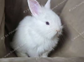 Looking for there forever home