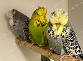 Budgies available