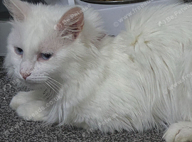 Looking for a home for bonnie
