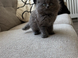 1 stunning ragdoll x ready to leave!