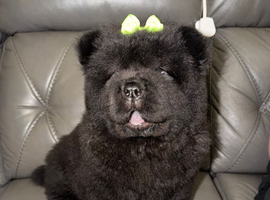 Black male chow chow