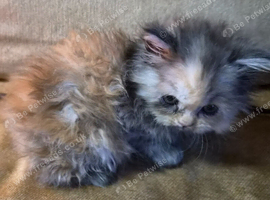 Kittens 2 girl chinchilla Persian