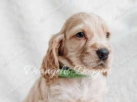 Miniature golden retrievers( Dakota sport retrievers)