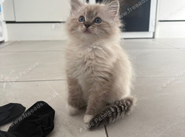 1 girl ragdoll kitten - ready to leave