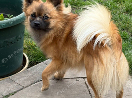 18 month old Pomchi male