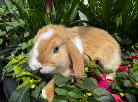 Beautiful girls 12 wks Ready Holland/ mini lop