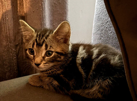 10 mixed breed kittens