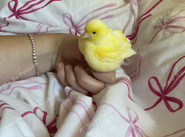 I have a pair of Canary