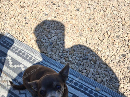Chihuahua girl
