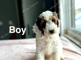 Gracie stunning litter of 2 cockapoo boys