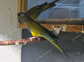 2 Pairs of Patagonian Conures