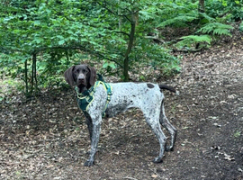 Looking for her forever home