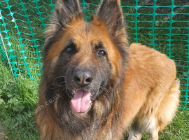 Aslan 7yr old male gsd