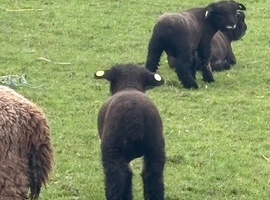 Ryeland  coloured lambs