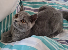 Beautiful British shorthair female kitten