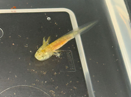 axolotl babies GFP gene