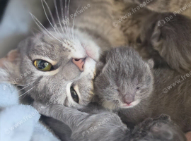 4 kittens for sale