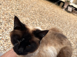 Siamese female