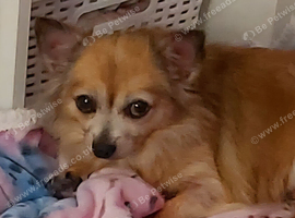 Male chihuahua 11yrs Dasch