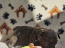 The Perfect Companion Awaits Meet Our Frenchie Puppies