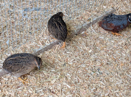 3 Hens and 1 Cock Chinese Quails