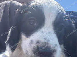 beautiful working cocker spaniel puppy&rsquo;s