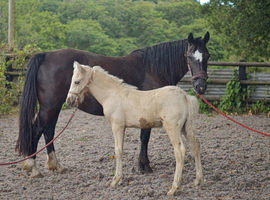 BROODMARE MAGIC & FOAL MAGNUM
