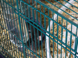 2 female rats