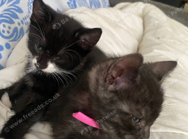 Five male kittens