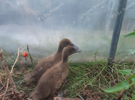 Campbell ducklings Aberdeenshire