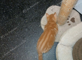 It's 4 beautiful kittens ready for A. Rehoming, on the 20th of this month.