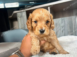 Cockapoo puppies looking for loving home
