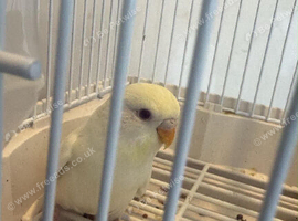 Semi tame Baby budgies available