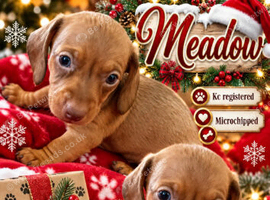 Miniature dachshund female