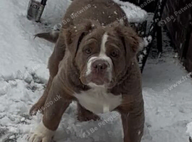 Old English bulldog (stud)