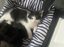 Ragdoll X Kittens for sale