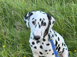 Urgent home required!