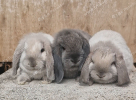 Georgeous pure mini lops ready to leave now