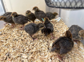 Jumbo coturnix quails youngsters , (&pound;20 for 8)