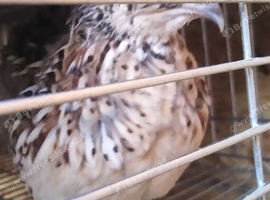jumbo coturnix quail chicks, hatching eggs and adults
