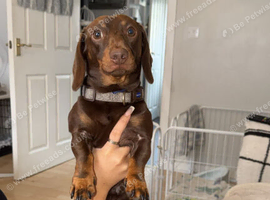 Mini dachshund boy needing a forever home