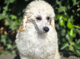 Show quality KC REGISTERED TOY POODLES