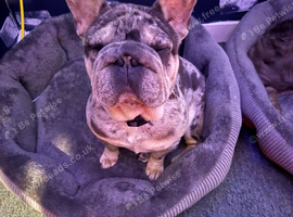 Female French bulldog